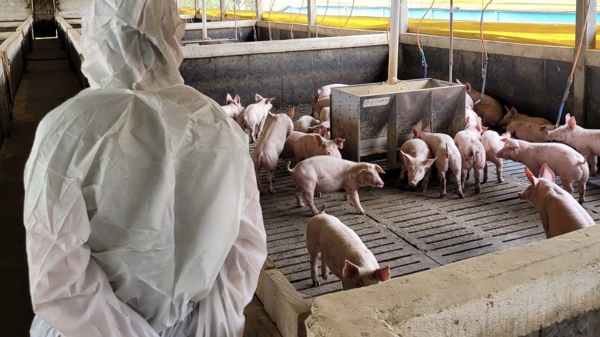 Oferta recorde de suínos deve segurar alta de preços da carne no fim de 2026
