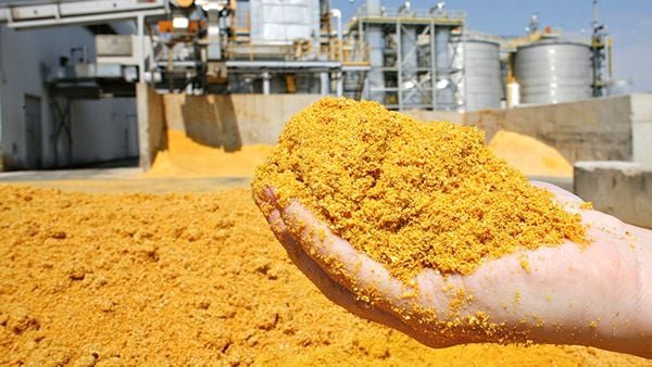 Depois de virar etanol, milho ainda alimenta o gado: entenda o que sobra para o cocho