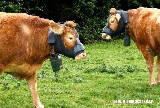 Dispositivo instalado na cabeça do boi mede metano individualmente na fazenda