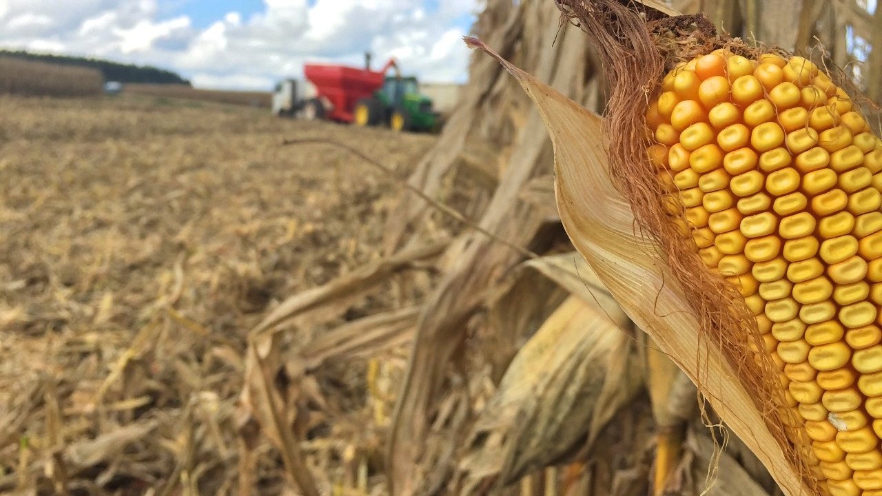 Preço do milho sobe quase 6% em agosto mesmo com safra recorde no Brasil; Maranhão fecha colheita com produtividade menor