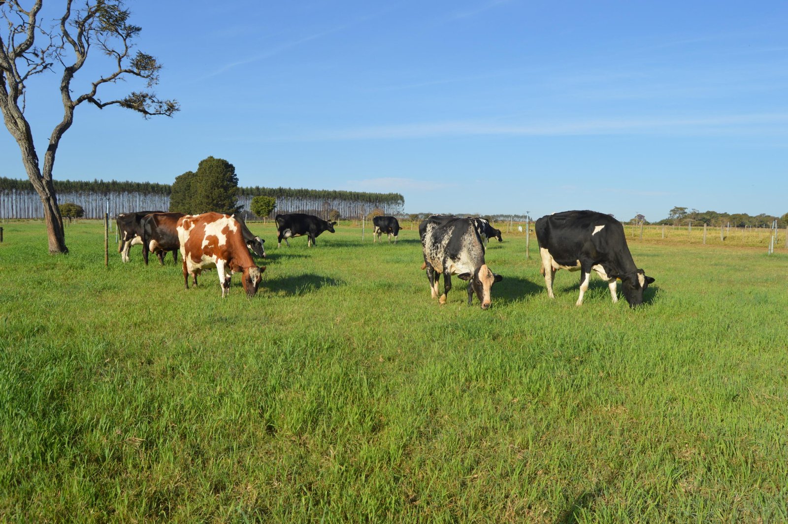 Trigêmeos no pasto: vaca surpreende produtor capixaba com parto raro em São Mateus