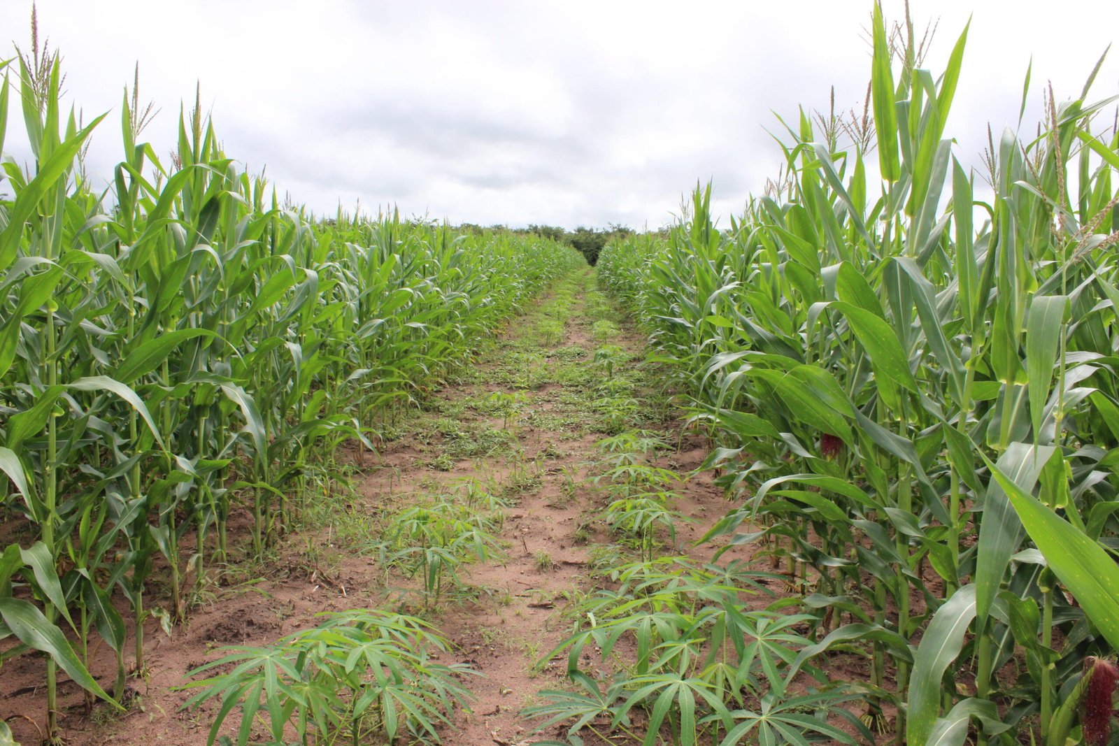 Assentamentos do Maranhão ganham terra, crédito e mercado para ampliar produção de alimentos