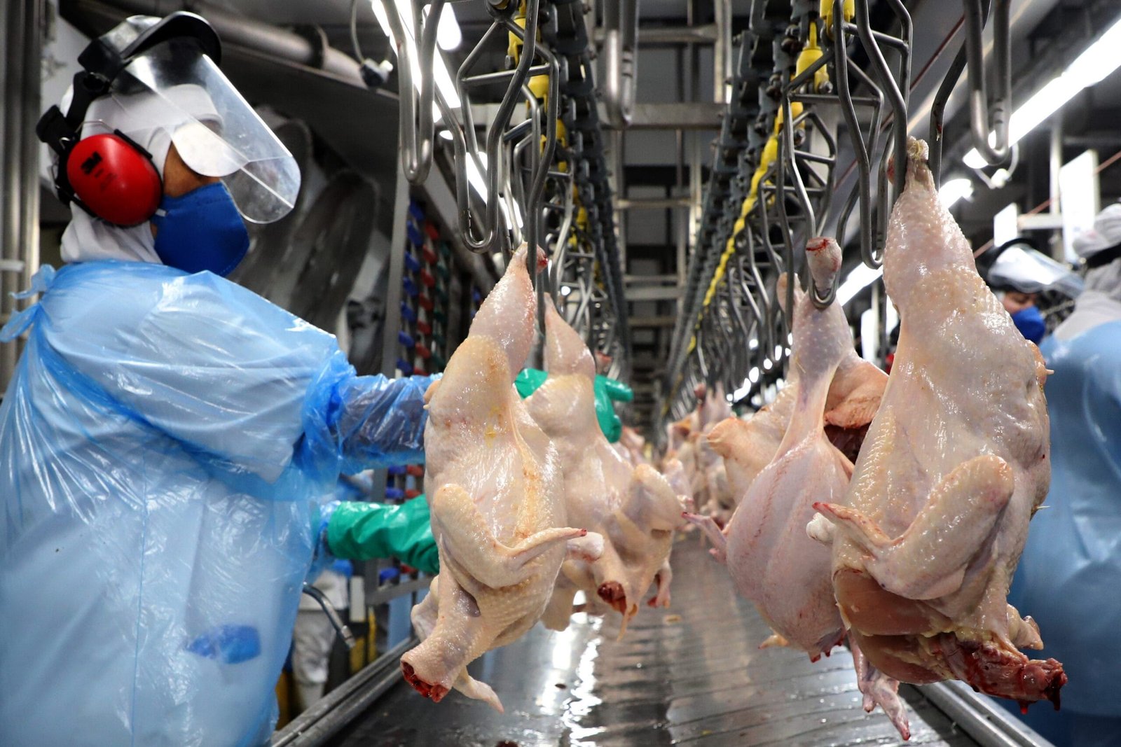 Auditoria europeia aprova controles brasileiros e aproxima retomada das exportações de aves e mel