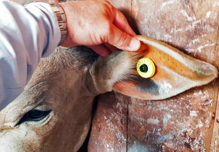Rastreabilidade bovina: o que muda no curral do produtor nordestino até 2032