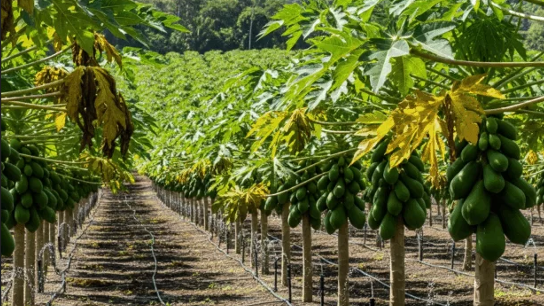 Com irrigação e um hectare de mamão, produtor de Ribamar Fiquene colhe o ano inteiro e abastece quatro estados