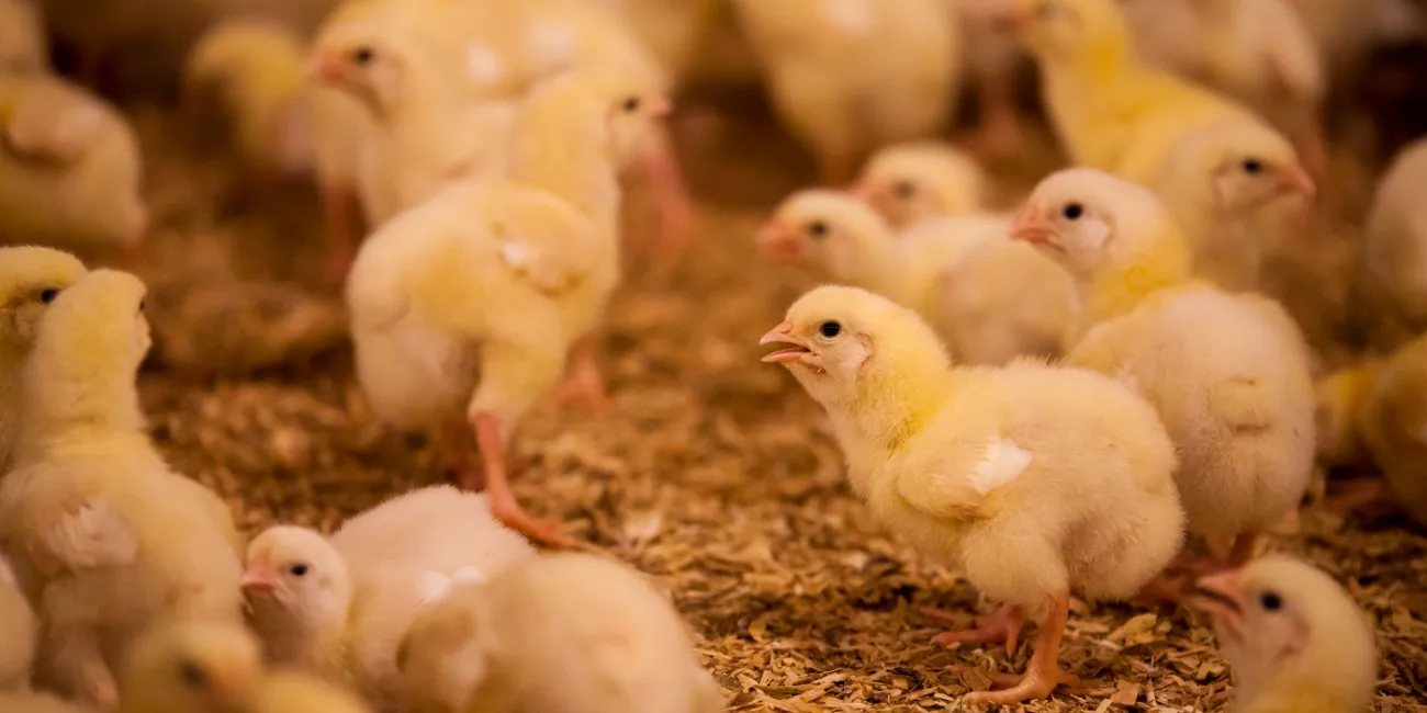 Descarte de pintinhos machos em incubatórios reacende debate sobre bem-estar animal na produção de ovos