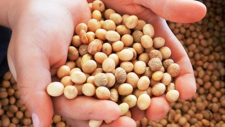 Agro pode estar saindo do fundo do ciclo de baixa, aponta gestora; grãos sobem 32%
