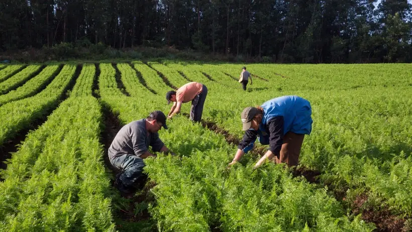 Cooperativismo de crédito cresce no Nordeste e abre caminho para o produtor rural