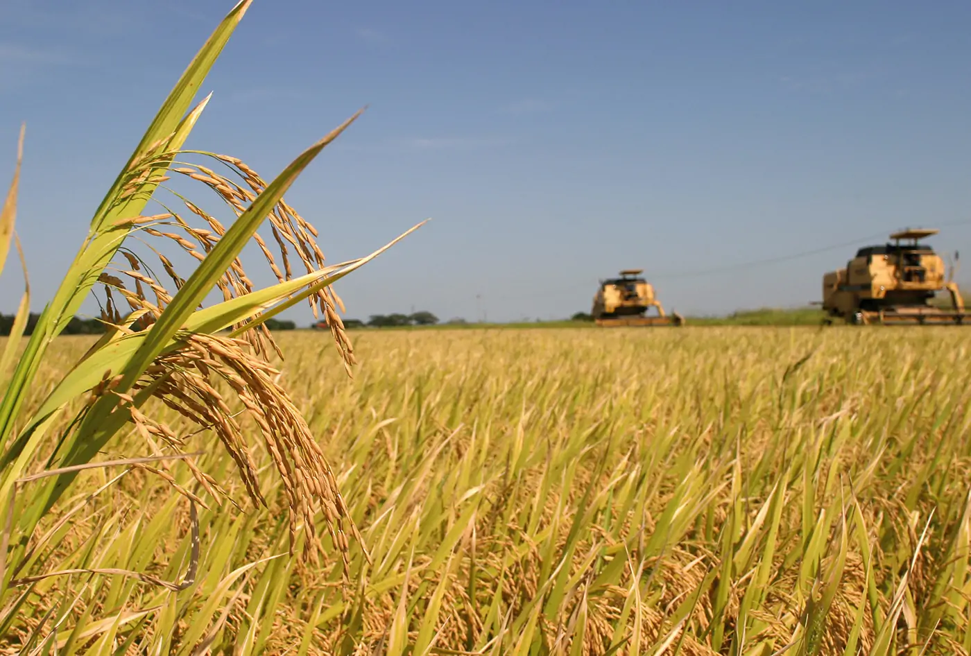 Preço do arroz sobe em agosto e chega ao maior valor desde abril de 2025; Maranhão aumenta produção, mas região ainda depende de arroz de fora