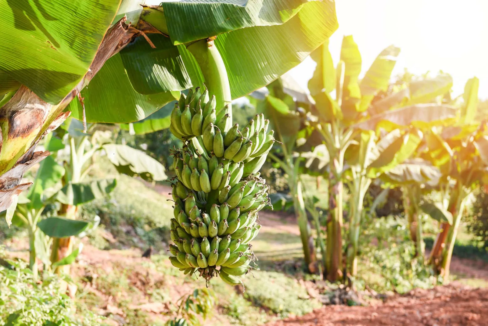 Moleque-da-bananeira pode causar perda de até 80% nos bananais; saiba identificar a praga