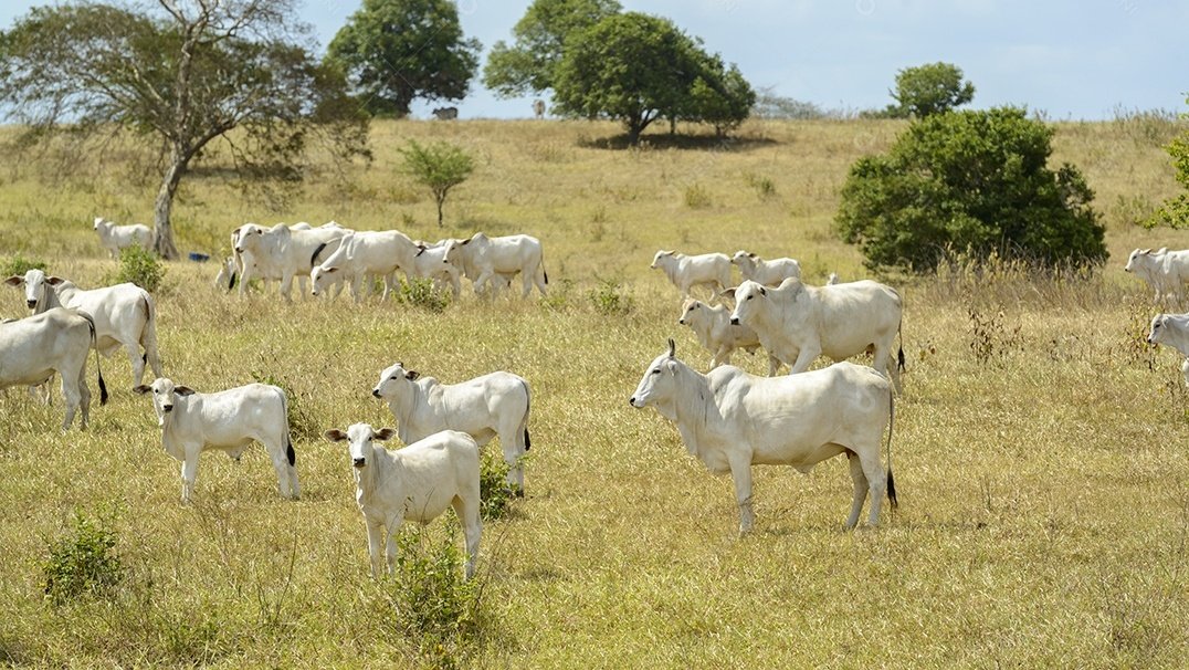 Rebanho bovino cai pelo segundo ano, mas Nordeste cresce e pecuária bate recorde