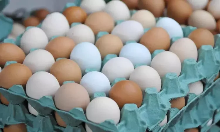 Formado em tecnologia, produtor de Estreito produz mais de 3 mil ovos caipiras por dia