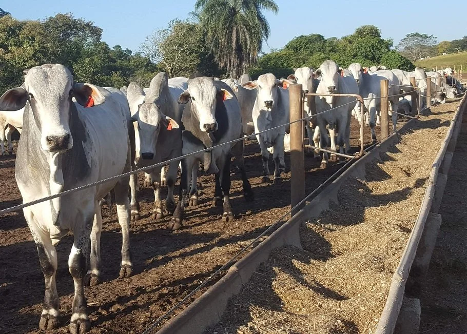 Com 2º maior rebanho do Nordeste, Maranhão pode usar confinamento para vencer a seca