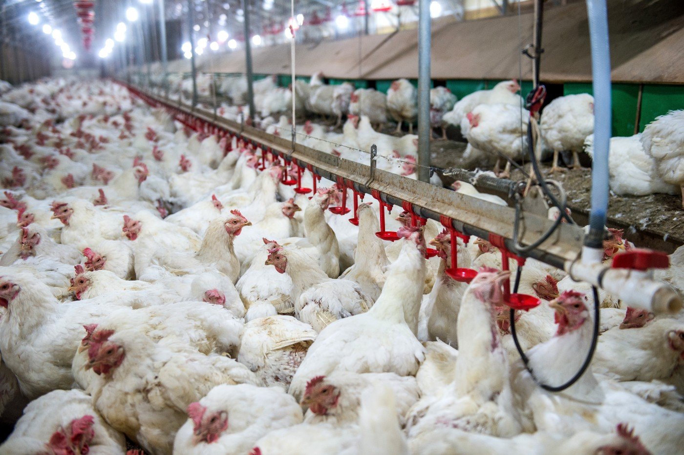 Exportações de frango do Brasil sobem 24,8% em agosto e batem quase US$ 1 bilhão em receita