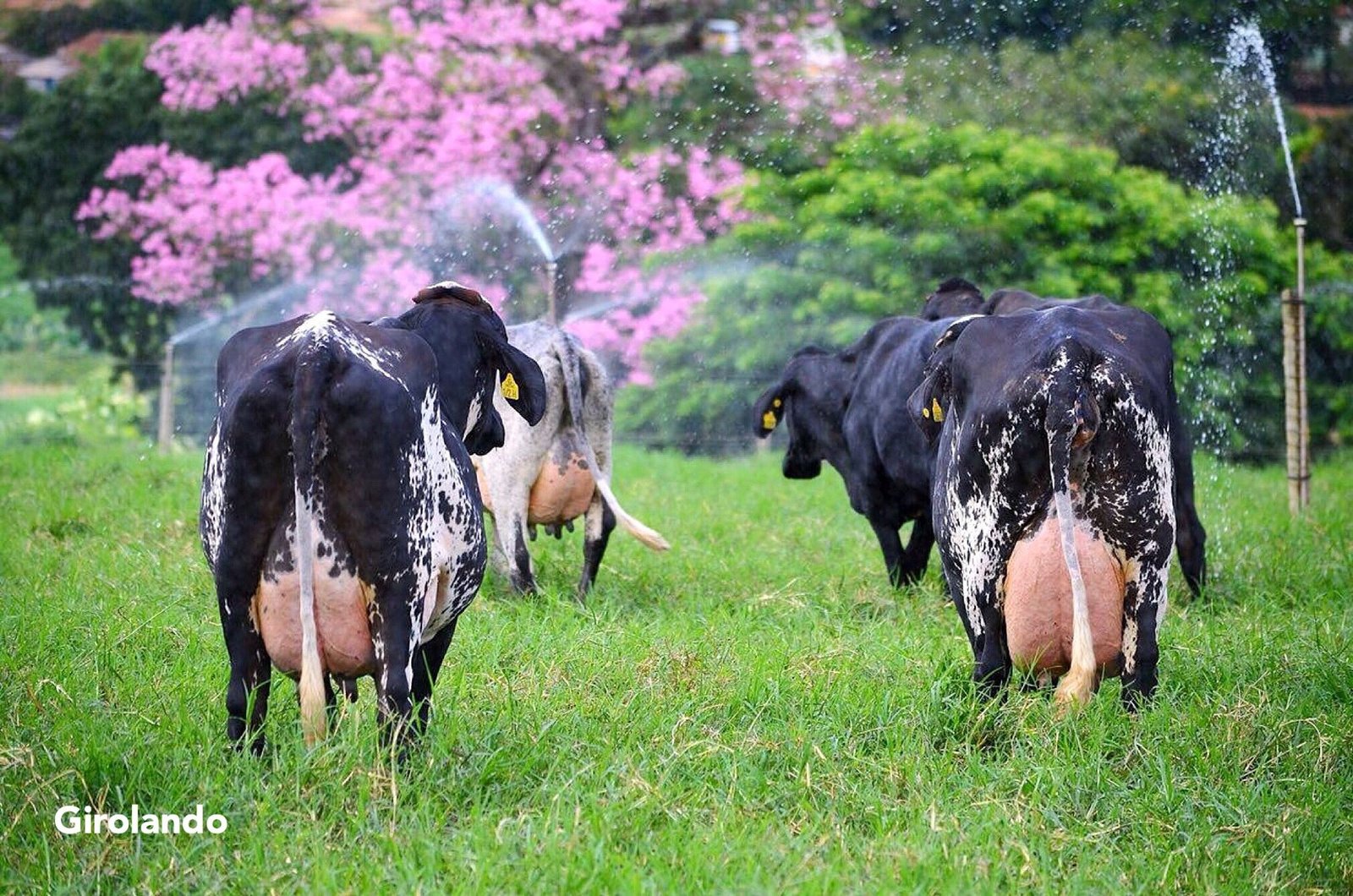 Genética, manejo e gestão: o que já está funcionando para aumentar a produção de leite no Maranhão