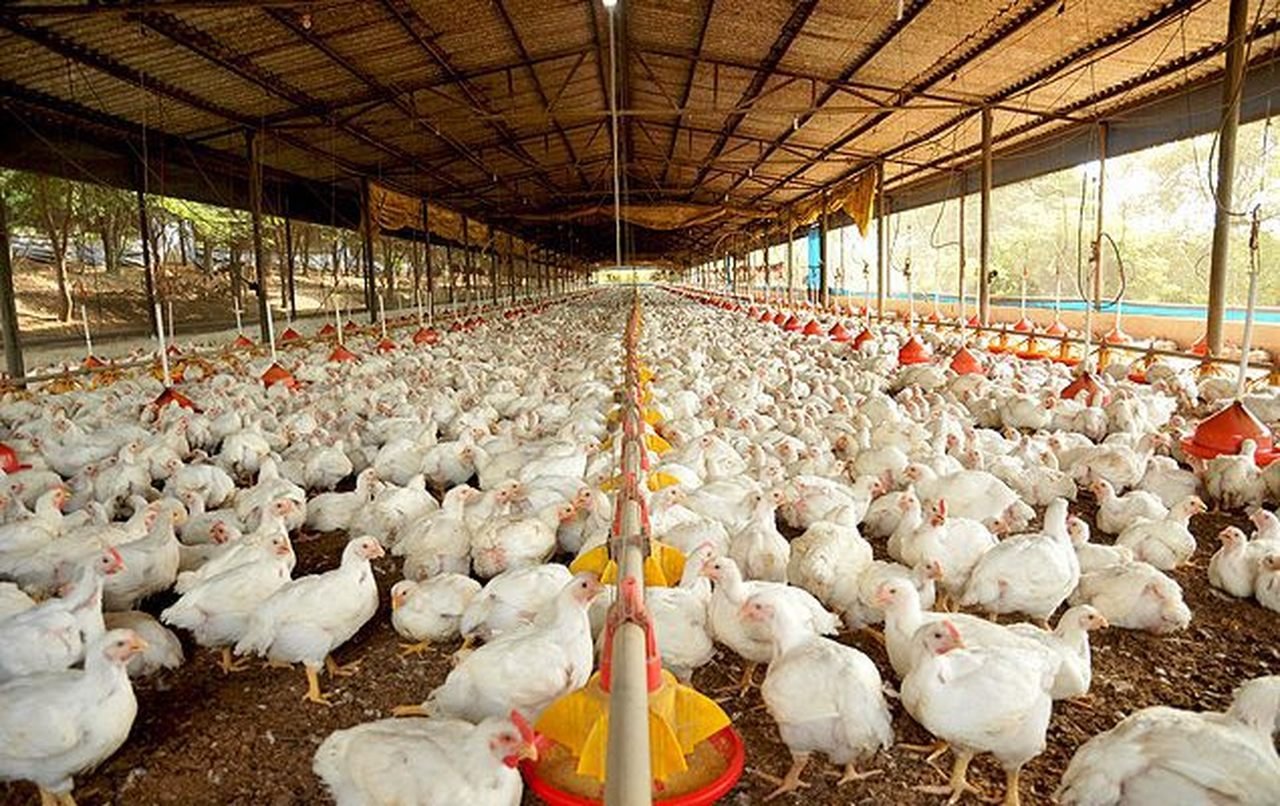 Governo diz que União Europeia aceitou protocolos do Brasil para retomar exportação de frango