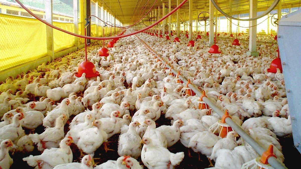 Frango resfriado fica mais caro que carcaça suína, fato que não ocorria desde 2004