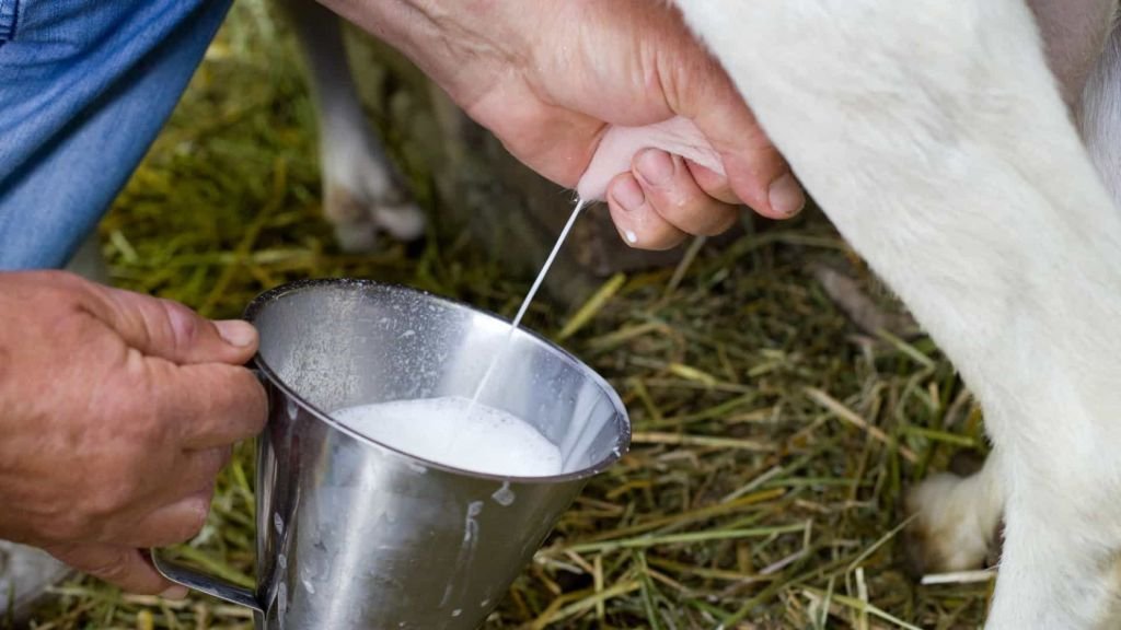 Como identificar a mastite nas vacas leiteiras: guia prático do teste CMT para o pequeno produtor do Médio Mearim