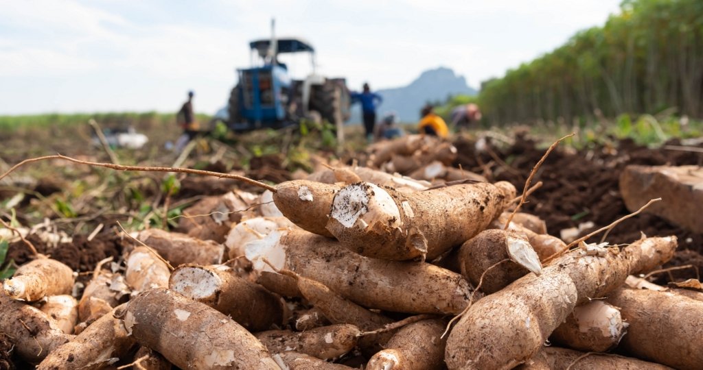 Tiquira do Maranhão ganha Indicação Geográfica e tem origem reconhecida pelo INPI