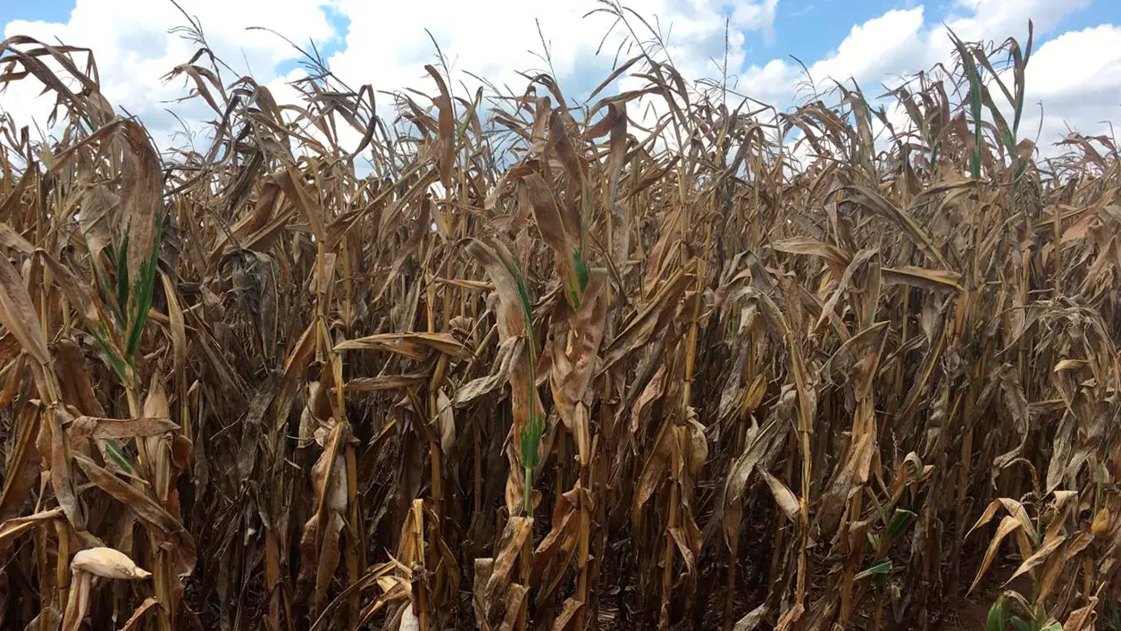 Nova lei do seguro rural define prazo de 30 dias para pagar indenização ao produtor