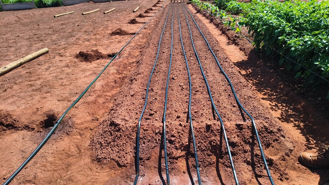 Calor e estiagem marcam setembro no Nordeste: veja o que plantar na horta neste período de transição