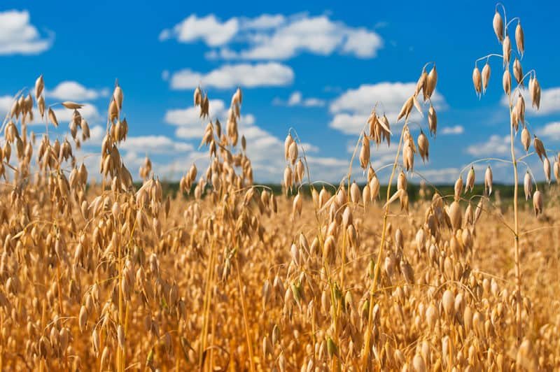 Canetas para emagrecer mudam o prato do brasileiro e abrem espaço para o produtor rural