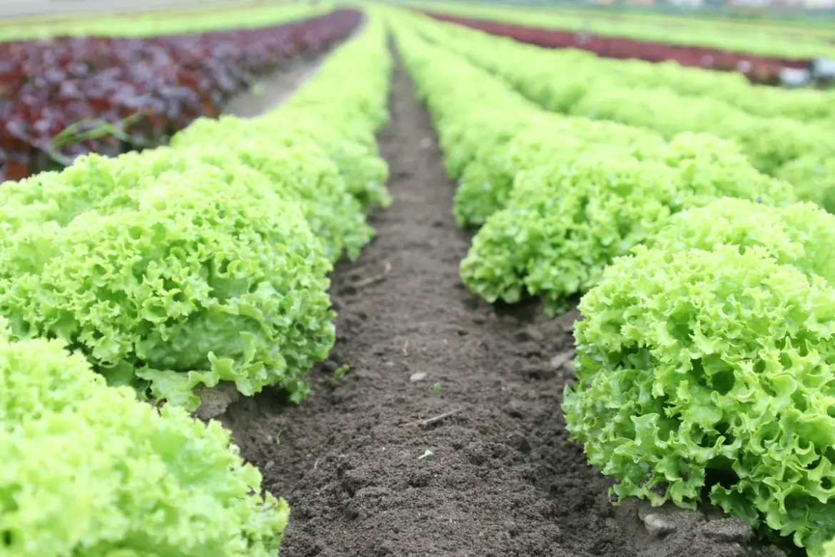 Sem veneno e com mercado garantido: como a horta orgânica vira renda para o pequeno produtor