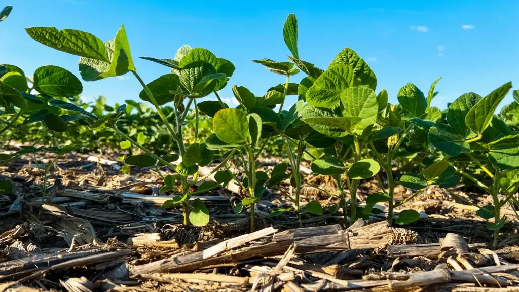 Agricultores goianos apostam em solo mais forte e contas em dia contra El Niño