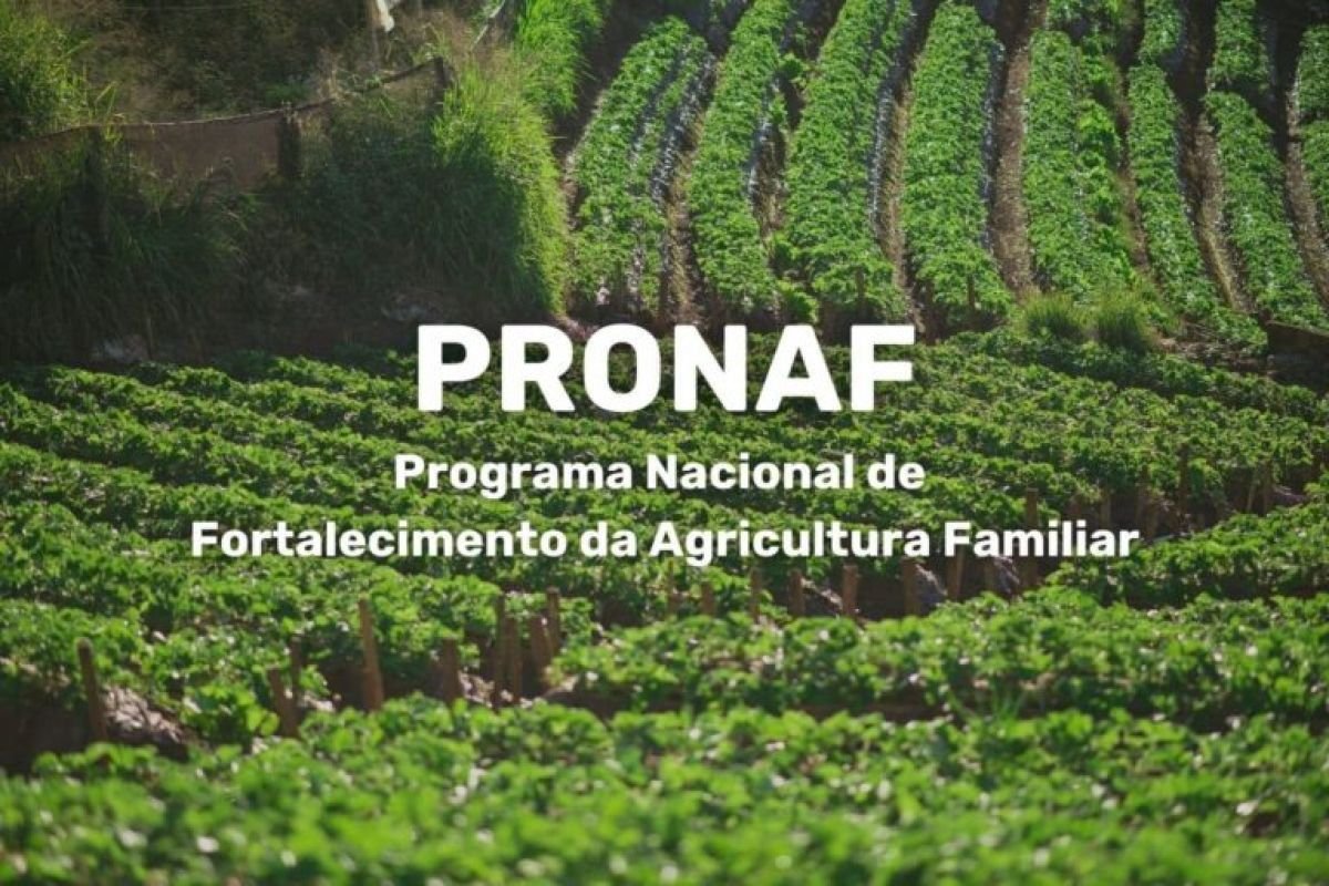 Pronaf 2026/2027: veja como o pequeno produtor pode conseguir crédito com juros menores