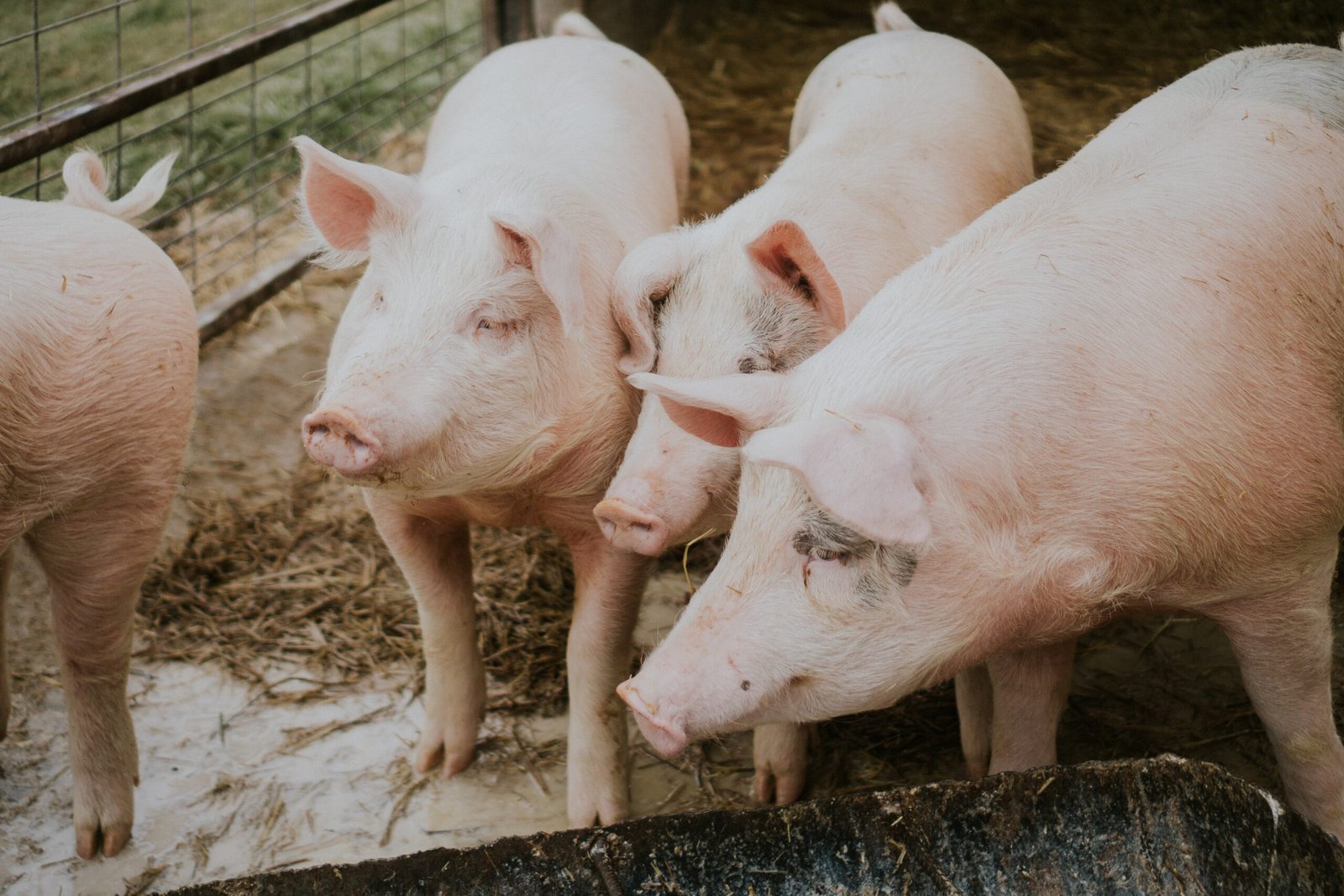 Suinocultura familiar: os cuidados básicos para quem quer começar a criar porcos