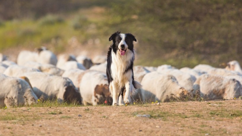 Patas de cães e gatos dão sinais de problemas de saúde; saiba o que observar