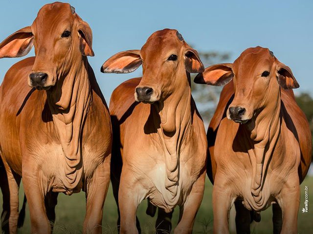 Pesquisas com gado Sindi vencem 1º e 3º lugares na ExpoGenética