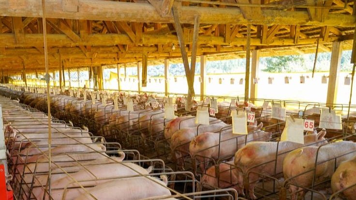 Encontro "Conexão Tecnológica" reúne suinocultores de sete estados do Nordeste, incluindo o Maranhão para discutiu manejo reprodutivo, nutrição e genética para produtores independentes