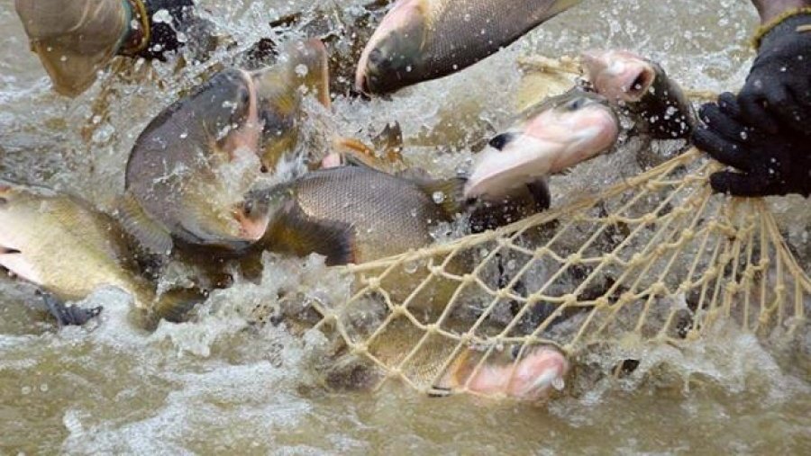 Tambaqui ameaçado: criador do Médio Mearim ainda pode vender seu peixe? Sim, com licença