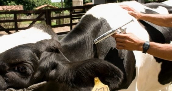Vacinação contra brucelose e tuberculose: calendário e importância para o criador maranhense