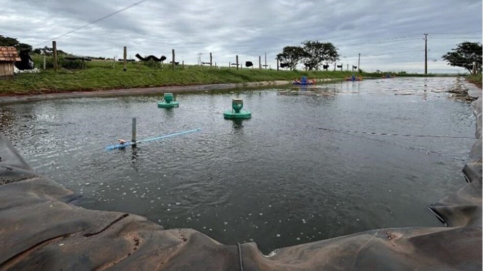 Água quente acende alerta: calor favorece estreptococose e exige cuidado redobrado com a tilápia