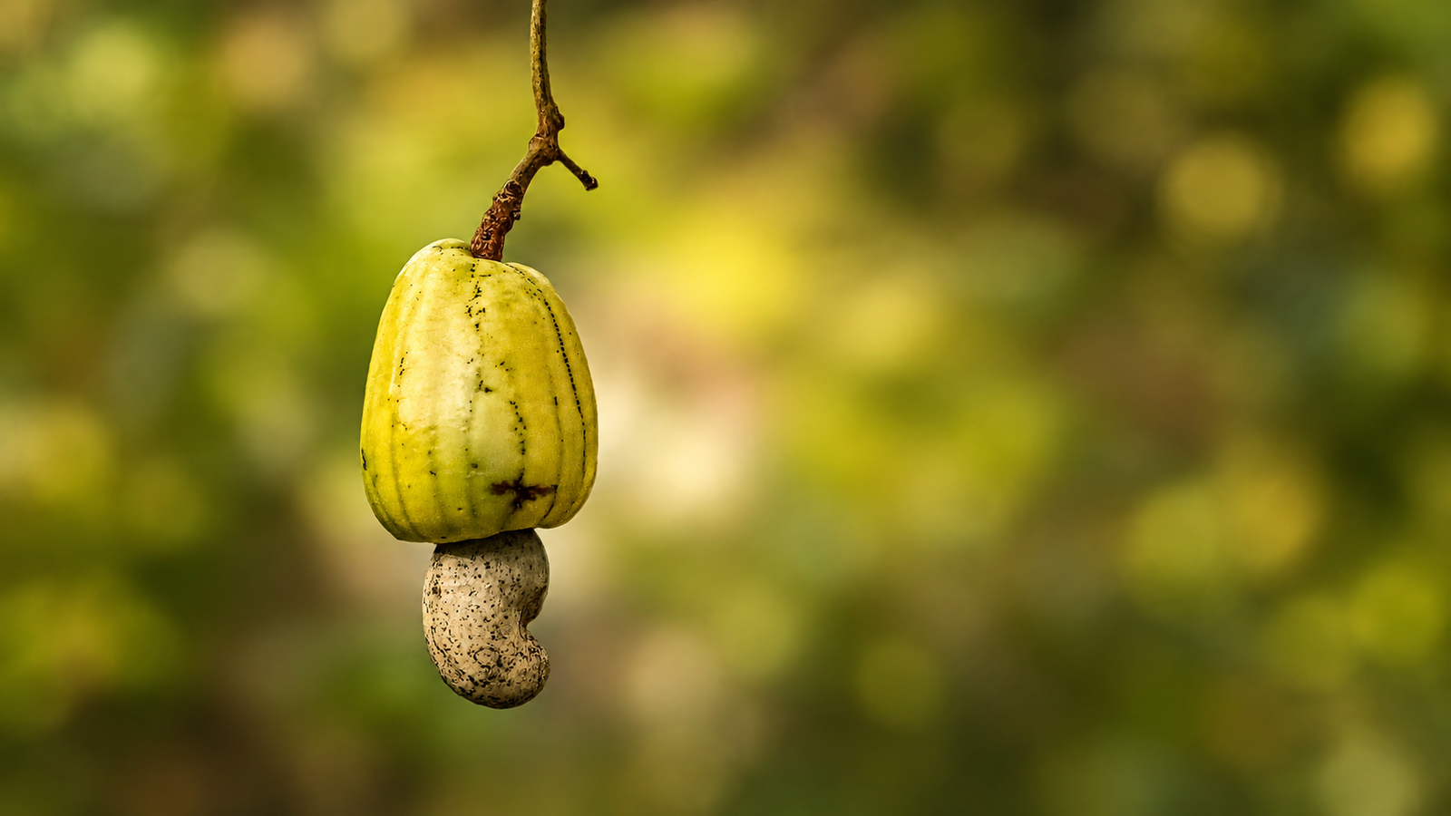 Agricultoras de Roraima buscam no Piauí tecnologias para aproveitar melhor o caju