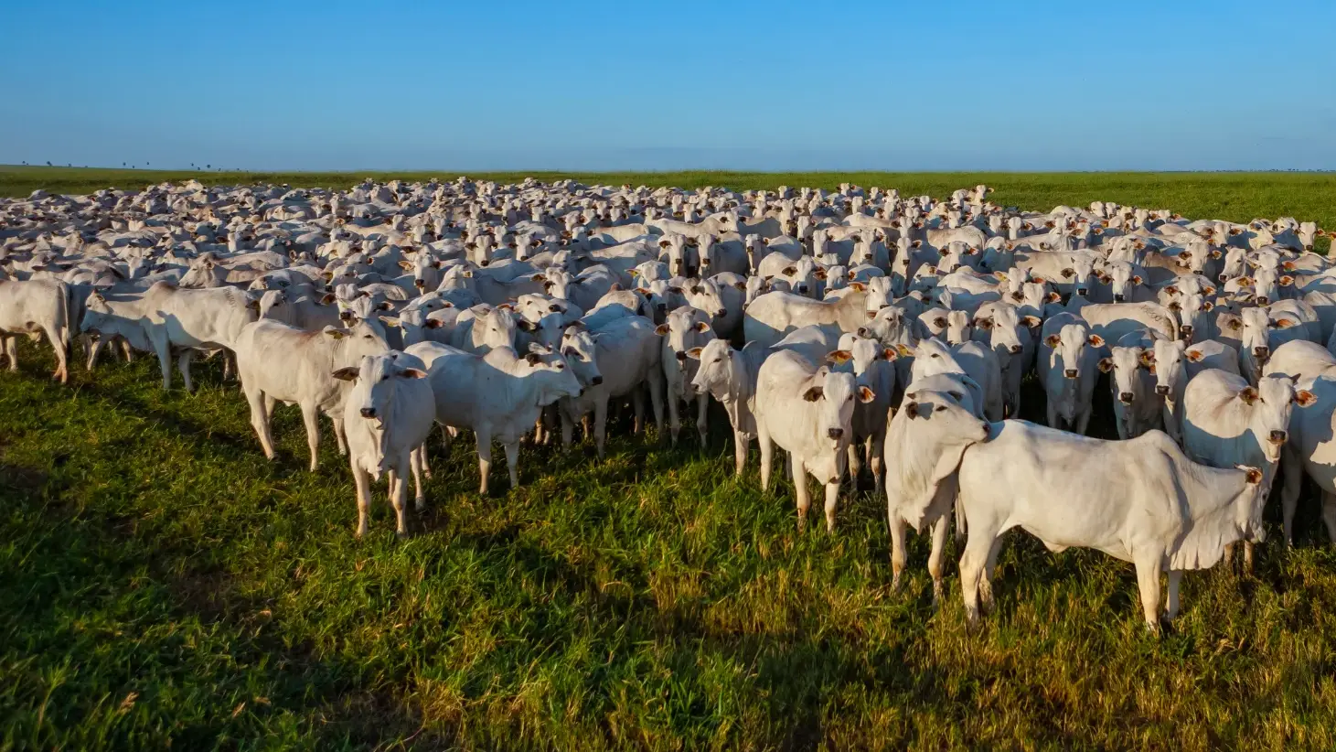 Chuva, calor e preços: 5 números que o produtor do Médio Mearim deve acompanhar