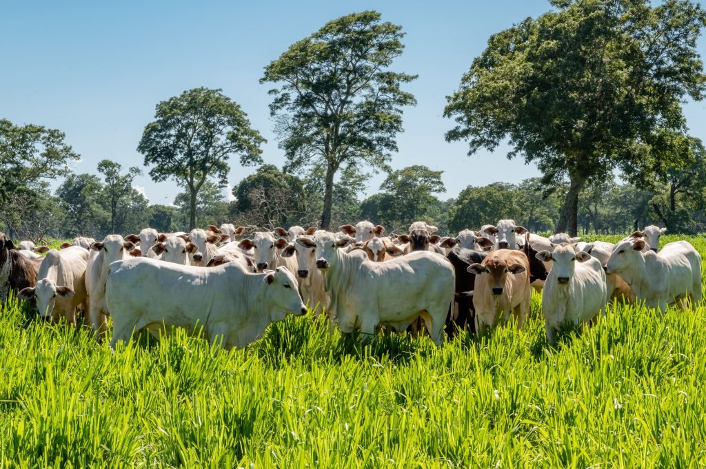 Plataforma da Embrapa reúne dados para rastrear gado de corte da origem à exportação