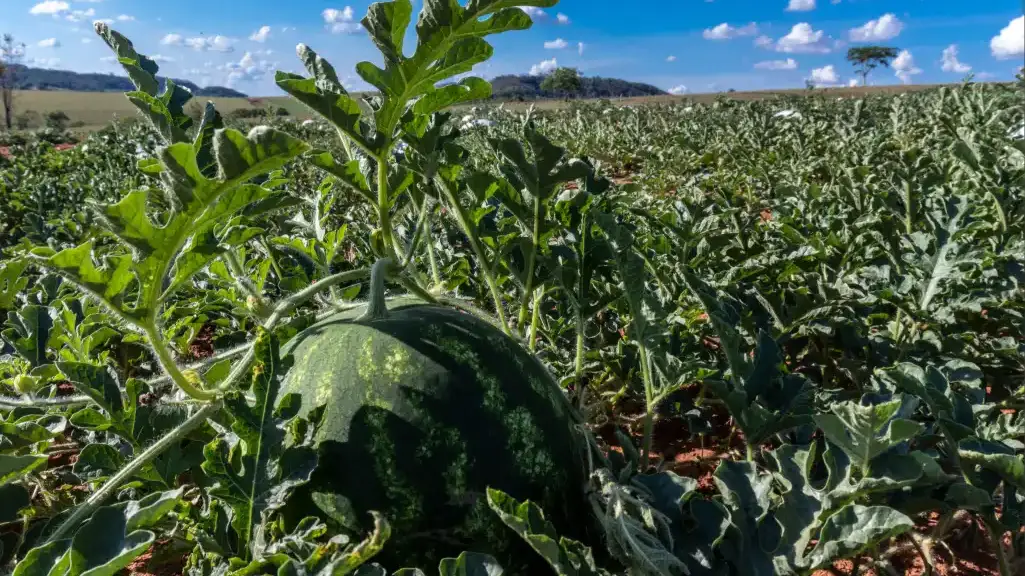 Surto de virose em melancia mobiliza Embrapa e UnB e acende alerta para produtores maranhenses