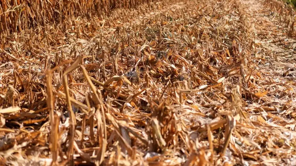 Seca cobre, fogo não: entenda o que o Proagro e o seguro rural protegem