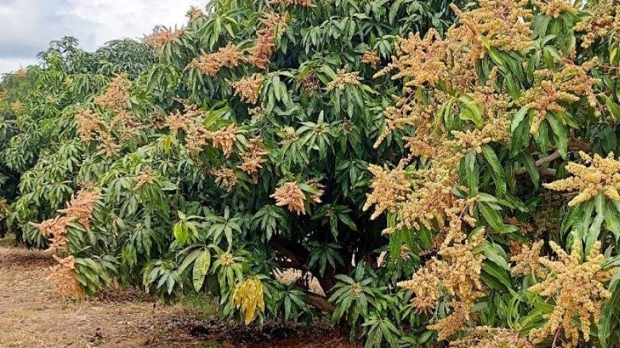 Previsão de 39 °C acende alerta para manga, banana e acerola no Médio Mearim