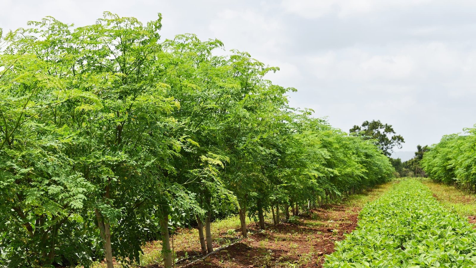 Plantio de moringa abre oportunidade para produzir silagem e garantir comida ao gado na seca