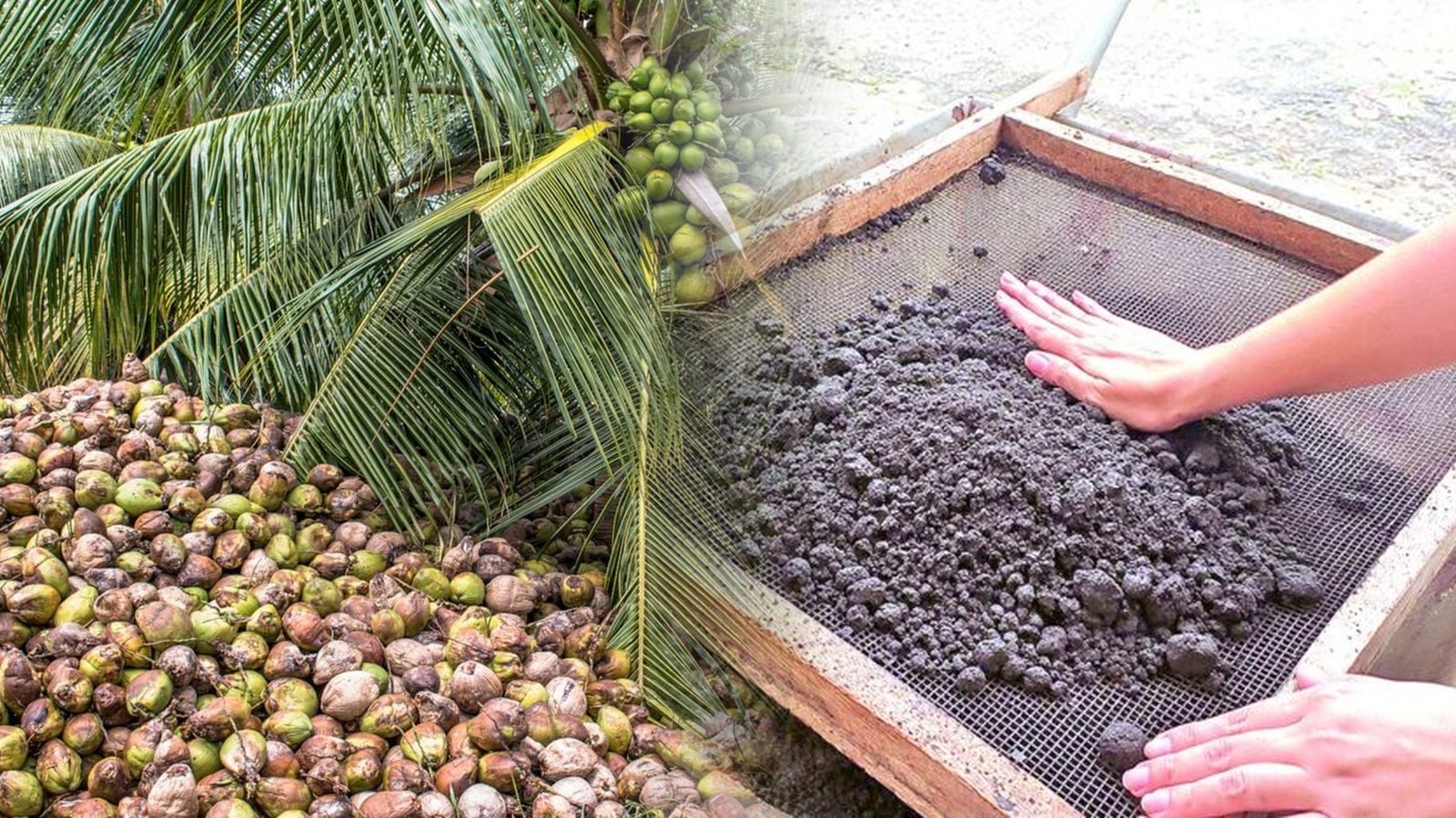 Casca de coco vira biochar e volta ao campo para melhorar o solo no RN
