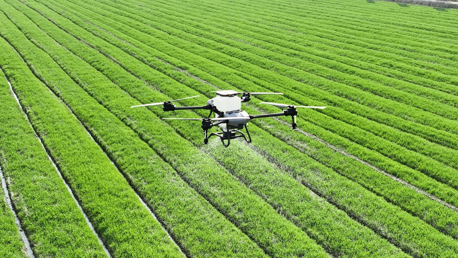 Drone pulverizando lavoura verde plantada em linhas