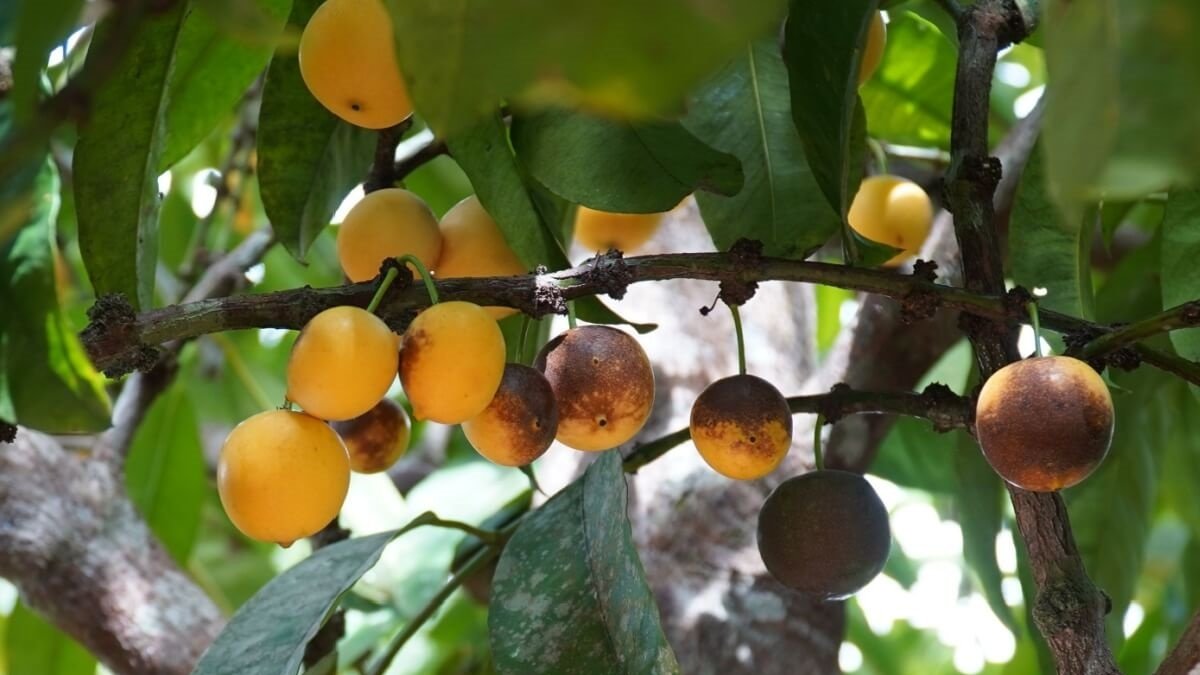 Embrapa reúne pesquisadores para discutir conservação de 35 bancos genéticos de frutas nativas