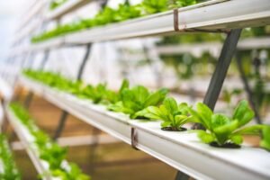 pH, nutrientes e energia: os cuidados diários que garantem o sucesso na hidroponia