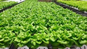 Hidroponia: conheça os principais sistemas de cultivo e como a água circula nas raízes