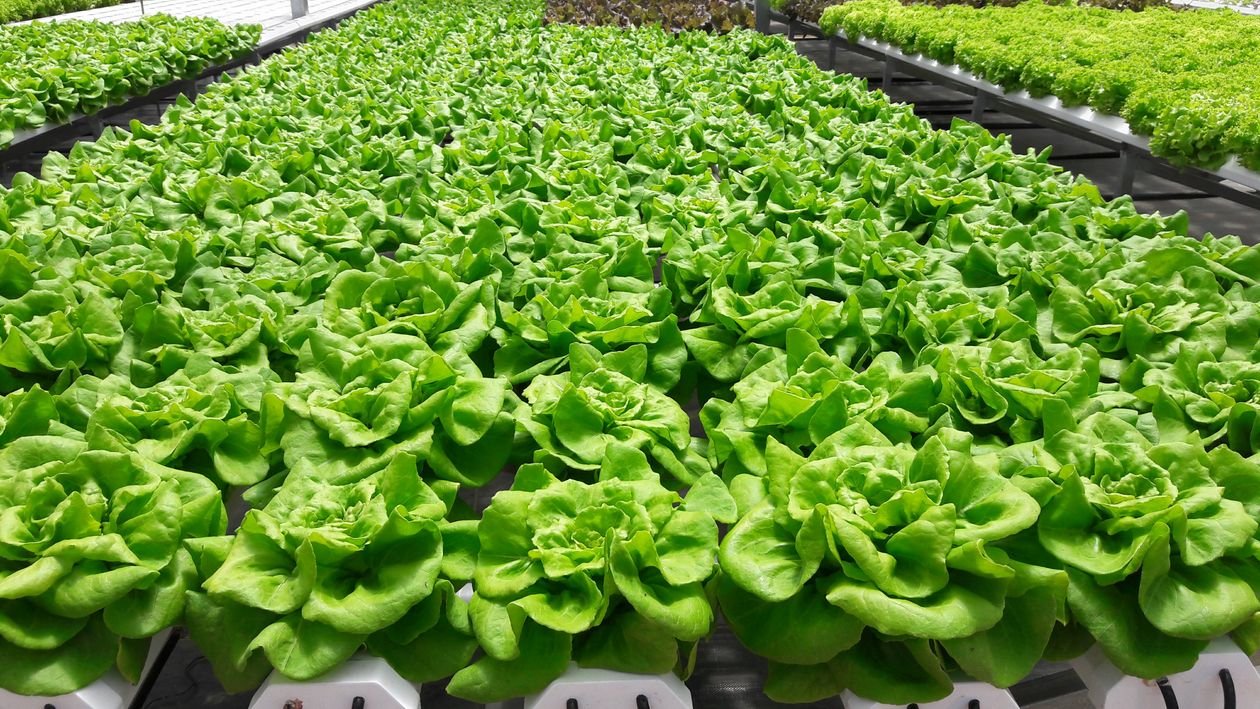 Hidroponia: conheça os principais sistemas de cultivo e como a água circula nas raízes
