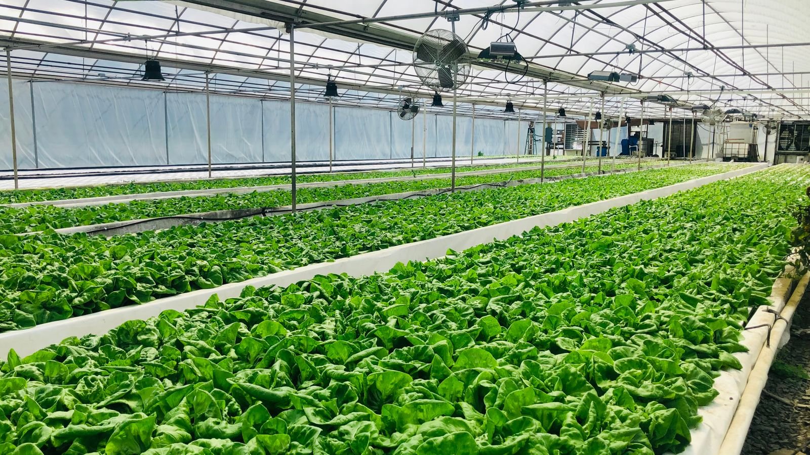 Vantagens da hidroponia: economia de água, pouco espaço e retorno rápido ao produtor